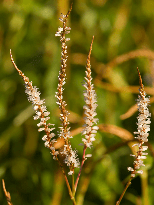 Persicaria amplexicaulis White Eastfield